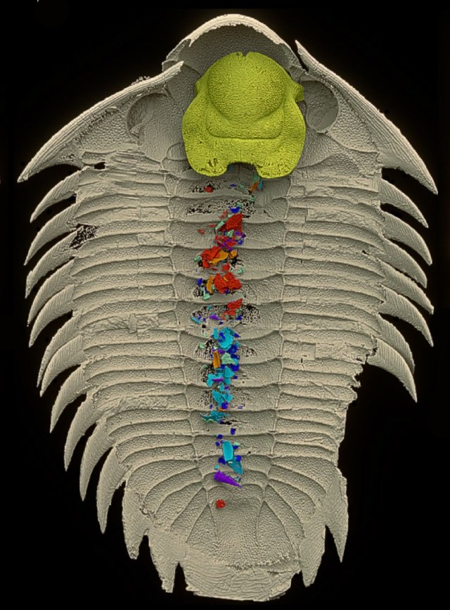 Widok od strony brzusznej, z żółtymi aparatami gębowymi i cząsteczkami jedzenia w różnych kolorach /Kraft et al., Nature, 2023 /domena publiczna