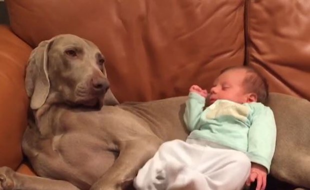 ​Widok słodki, ale czy zachowanie rodziców rozsądne?