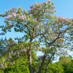 Widowiskowe drzewo zachwyca kwiatami. Coraz więcej krajów go zakazuje