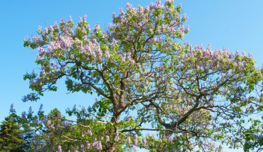 Widowiskowe drzewo zachwyca kwiatami. Coraz więcej krajów go zakazuje