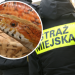 „Widzę węża, ma półtora metra długości”. Interwencja w centrum Krakowa