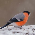 Widziałeś go w ogrodzie? To znak, że nadchodzą zmiany