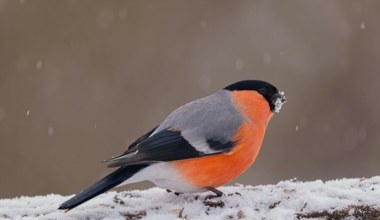 Widziałeś go w ogrodzie? To znak, że nadchodzą zmiany