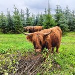 Widziałeś te krowy? Nietypowa akcja poszukiwawcza w Łódzkiem