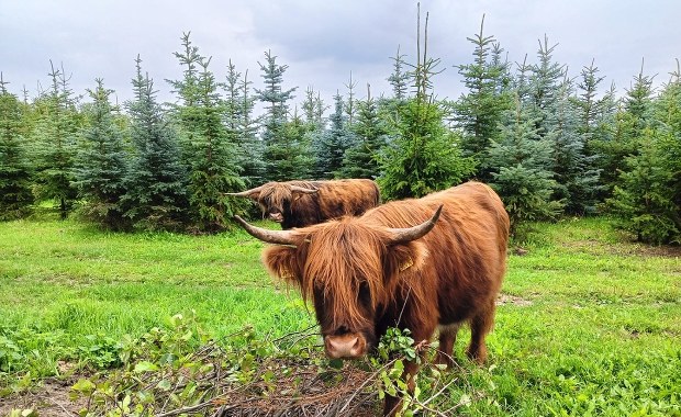 Widziałeś te krowy? Nietypowa akcja poszukiwawcza w Łódzkiem