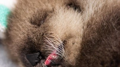 Widzieli, jak orki polują na wydrę, uratowali jej szczenię. Zobacz nagranie