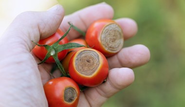 Widzisz ciemne plamy na pomidorach? Szybko leć do apteki i podlej je tym produktem