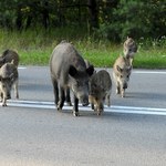 Widzisz dzika na drodze? Teraz możesz go zgłosić