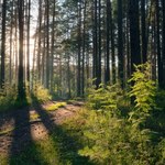 Widzisz na drzewie ten znak? To wyjątkowe miejsce. "Przyszłość naszych lasów"