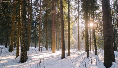 Widzisz orzełka na śniegu? To niekoniecznie musi być dzieło człowieka