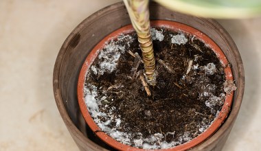 Widzisz taki nalot w doniczce? Wlej to do środka, a usuniesz go bez wysiłku