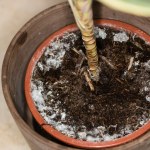 Widzisz taki nalot w doniczkach? Dzięki temu bez trudu się go pozbędziesz