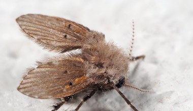 Widzisz takie owady w łazience? Tak pozbędziesz się ich z odpływów 