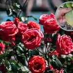Widzisz takie plamy na liściach róż? Działaj szybko, nim całkiem oklapną