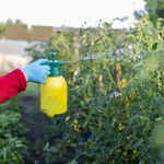 Widzisz takie ślady na liściach pomidorów? Wkrocz do akcji, zanim zwiędną 