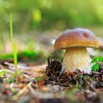 sezon na grzyby Widzisz takiego borowika w lesie? Lepiej zostaw go na miejscu