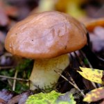 grzyby Widzisz te drzewa w lesie? Obok mogą rosnąć całe gromady maślaków