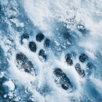 Widzisz te ślady na śniegu? Nie zgadniesz, co je zostawiło 