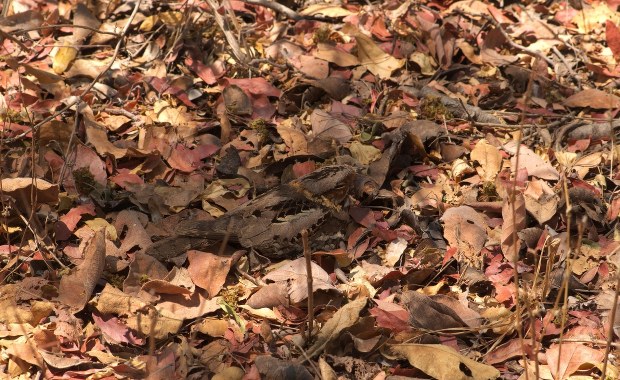 Widzisz tu jakiegoś ptaka? Nie? No widzisz...