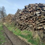 Więcej biomasy to większa presja na lasy. Przyrodnicy ostrzegają 