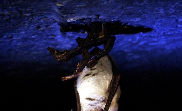 Więcej czy mniej? Wielkie liczenie nietoperzy po raz dwunasty