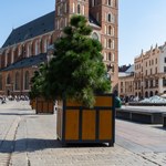 Więcej drzew na Rynku Głównym? Specjaliści z Politechniki Krakowskiej przygotują projekt  