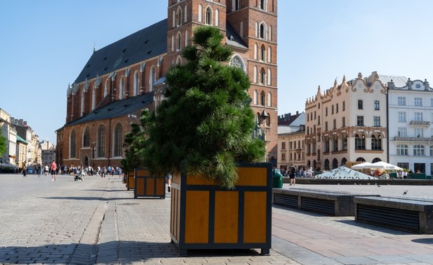 Więcej drzew na Rynku Głównym? Specjaliści z Politechniki Krakowskiej przygotują projekt  