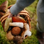 Więcej nie pomylisz grzyba jadalnego z trującym. Wystarczy, że do lasu weźmiesz to