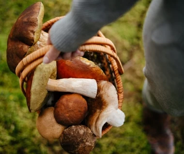 Więcej nie pomylisz grzyba jadalnego z trującym. Wystarczy, że do lasu weźmiesz to