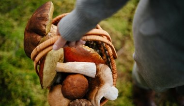 Więcej nie pomylisz grzyba jadalnego z trującym. Wystarczy, że do lasu weźmiesz to