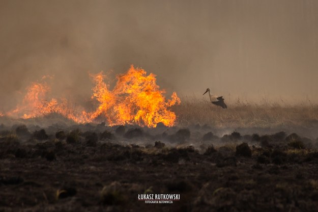 Więcej niesamowitych zdjęć na https://www.facebook.com/LukaszRutkowskiFotografia/ /Łukasz Rutkowski-Fotografia /