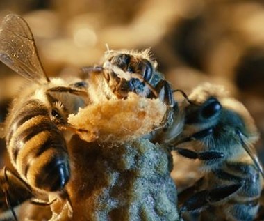 "Więcej niż miód": O tajemnicach pszczół