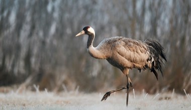 Więcej niż strategia. Taniec żurawi przypomina choreografię Baletu Bolszoj