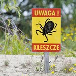 Więcej przypadków boreliozy w Polsce. Jakie są jej objawy?