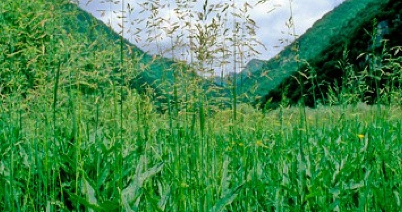 Wiechlina łąkowa zapewni ci naturalny wygląd trawnika /Science Photo Library /East News