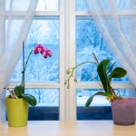 Wieczorem zrób to ze storczykiem. Nowe kwiaty pojawią się raz, dwa