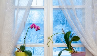 Wieczorem zrób to ze storczykiem. Nowe kwiaty pojawią się raz, dwa 