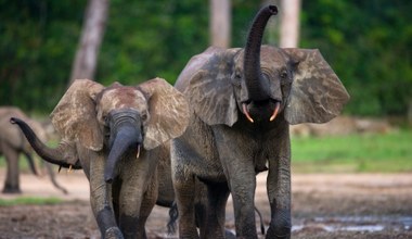 Wiedza o słoniach legła w gruzach. Kluczowe odkrycie w Afryce