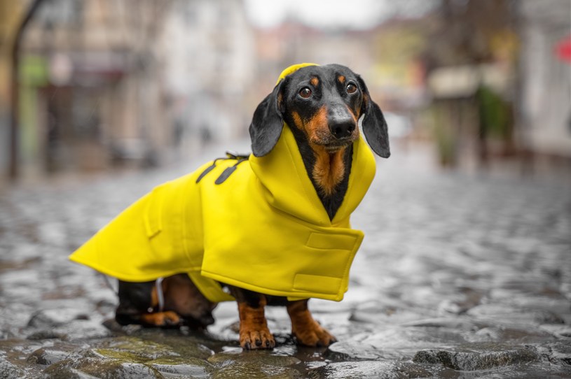 Wiek jamnika będzie się liczyło inaczej niż np. u psa rasy husky /123RF/PICSEL