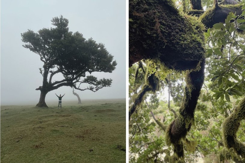 Wiekowe drzewa skąpane we mgle przywodzą na myśl mroczne baśnie /Agnieszka Maciaszek /archiwum prywatne