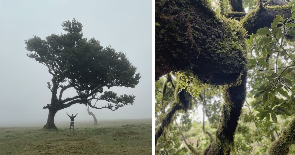 Wiekowe drzewa skąpane we mgle przywodzą na myśl mroczne baśnie /Agnieszka Maciaszek /archiwum prywatne
