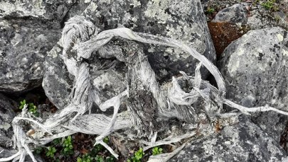 Wiekowe znalezisko: Najstarszy krzew na świecie 