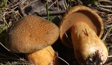 Większość omija te grzyby. Wprawieni grzybiarze wiedzą, że to rarytas