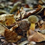 Większość osób omija tego grzyba. Tylko wytrawni grzybiarze wiedzą, jaki jest smaczny