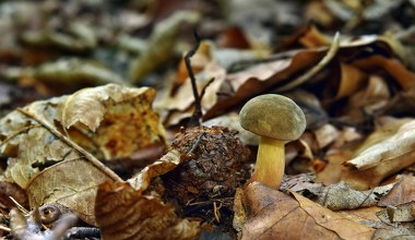 Większość osób omija tego grzyba. Tylko wytrawni grzybiarze wiedzą, jaki jest smaczny