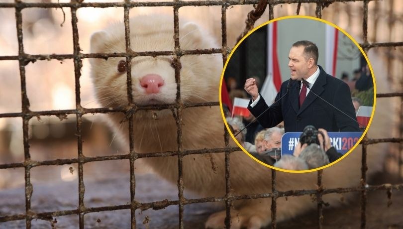 Koniec futrzarskiego biznesu? Polacy jasno o oczekiwaniach wobec decyzji prezydenta