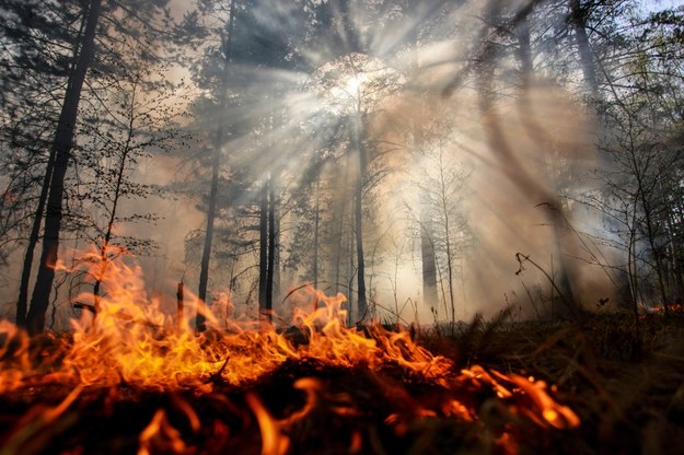 Ponad 1,5 tysiąca pożarów lasów w czerwcu