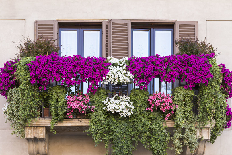 Większość roślin uprawianych w doniczkach lubi spędzać lato na balkonie lub w ogrodzie /123RF/PICSEL