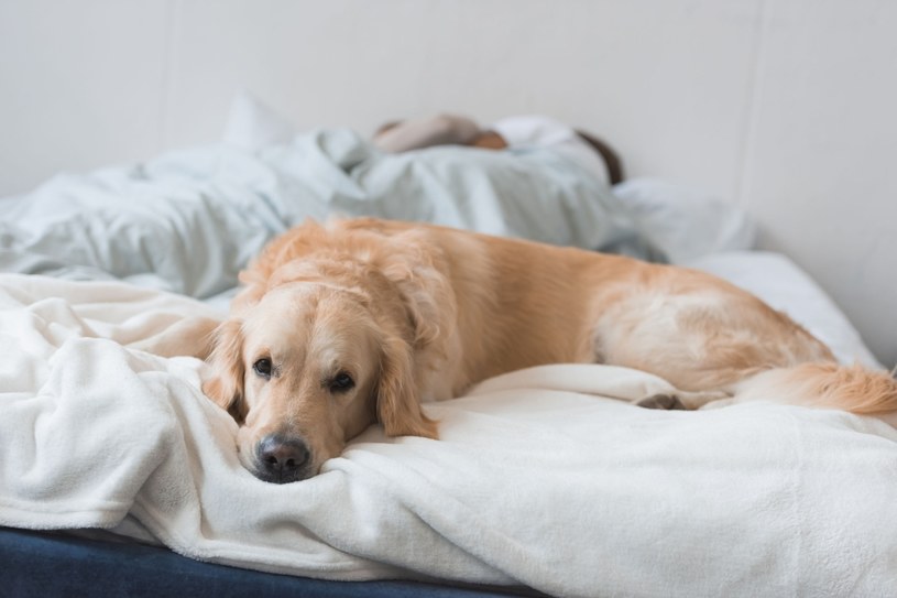 Większy komfort i poczucie bezpieczeństwa podczas snu mają kobiety, obok których śpi… pies. /123RF/PICSEL