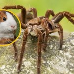 pająk Większy niż świnka morska. Oto największy pająk na świecie
